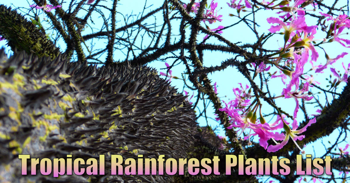 Tropical Rainforest Plants List, Information, Pictures & Facts