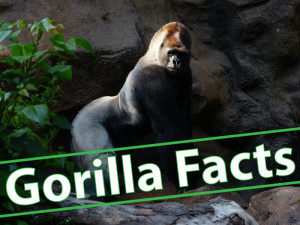 Gorilla Facts For Kids - Information About Gorillas