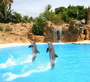 Dolphin Information & Facts About Dolphins For Kids
