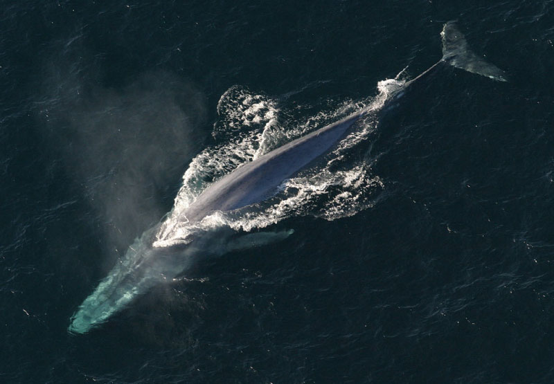 Blue Whale Swimming