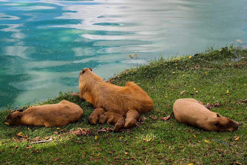 Capybara Family