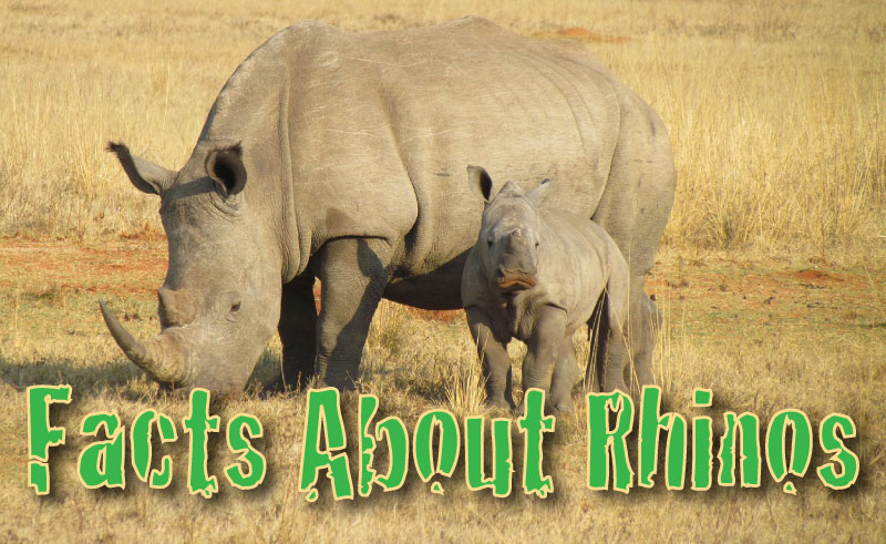 Facts About Rhinos: Rhinoceros Information For Kids