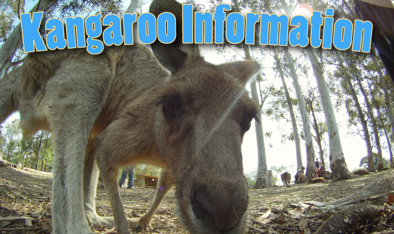 Kangaroo Information And Facts For Kids