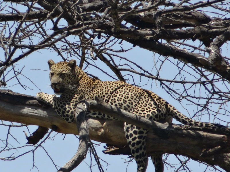 Leopard Up A Tree