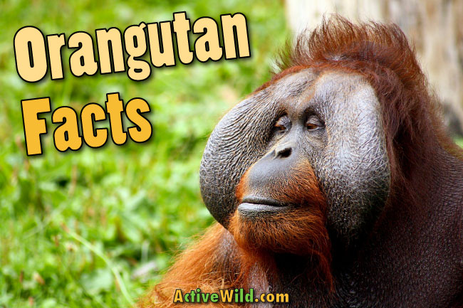 Orangutan Facts, Pictures, Video & Information. Discover A Critically