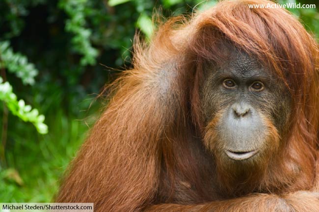 Tapanuli Orangutan Facts Pictures Information For Kids Adults