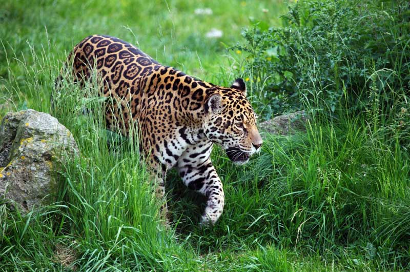 Jaguar in tropical rainforest