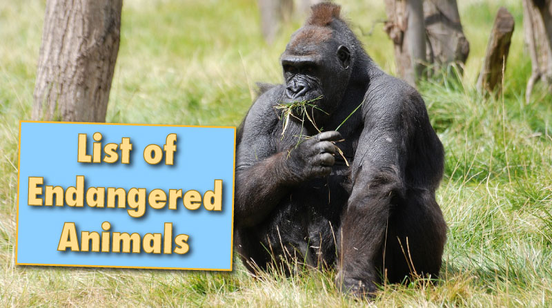 List Of Endangered Animals With Facts Info Pictures List Of Endangered Animals With Facts Info Pictures
