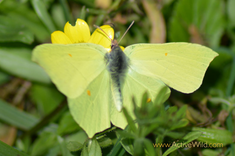 Brimstone Butterfly East Sussex England
