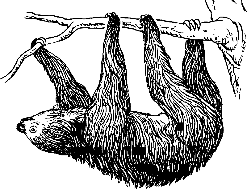 Sloth hanging from tree black and white