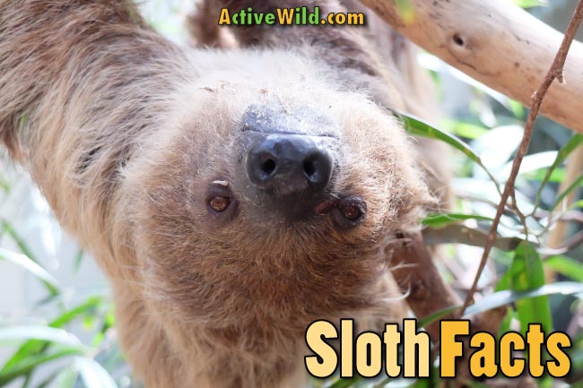 sloth facts for kids