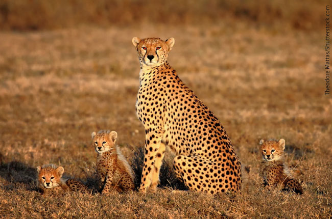Cheetah With Cubs