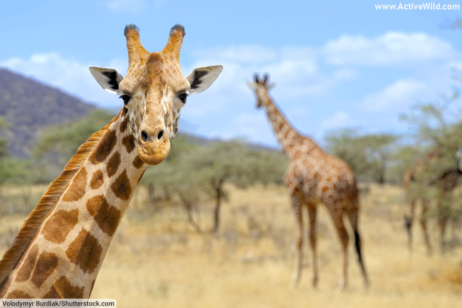 giraffe face close up