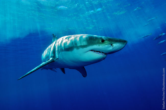 Great white shark adaptations allow it to hunt successfully.