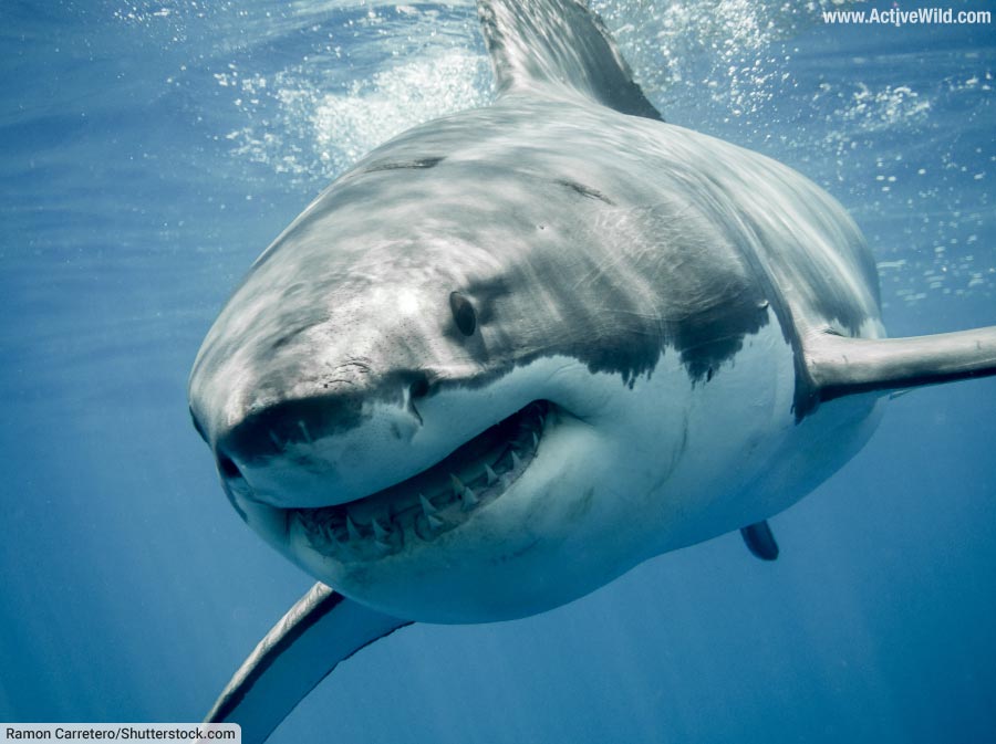 Great White Shark Facts – Interesting Info On The Apex Predator