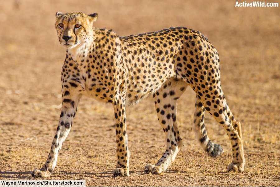 Animals Male Cheetah Wildlife African Cheetah Translocation To India