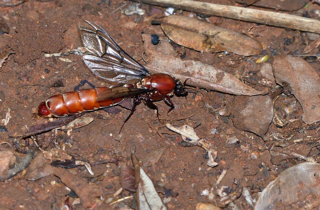 Red Driver Ant (Dorylus helvolus)