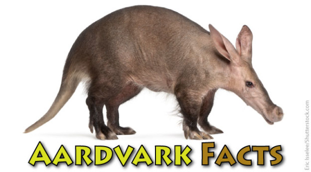 Aardvark Facts & Information For Kids From Active Wild