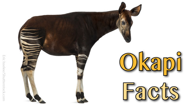 Okapi Facts And Information. Pictures, Habitat, Video & More