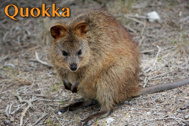 Quokka Facts, Pictures & Information. Learn About The 'Happiest Animal In  The World'.