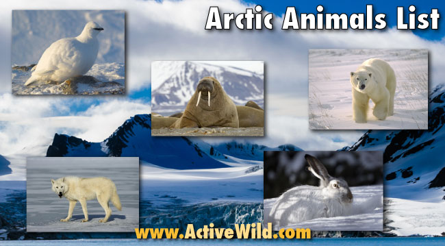 Arctic Animals List With Pictures Facts Information