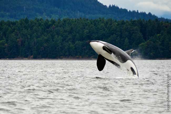 Killer Whale Jumping Out Of The Water