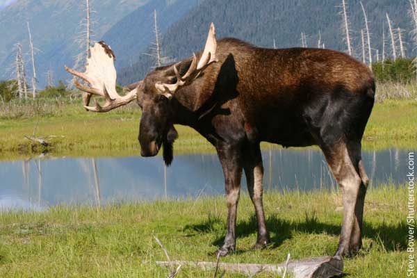 Arctic Animals List Moose