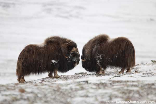 Arctic Animals List With Pictures, Facts & Information