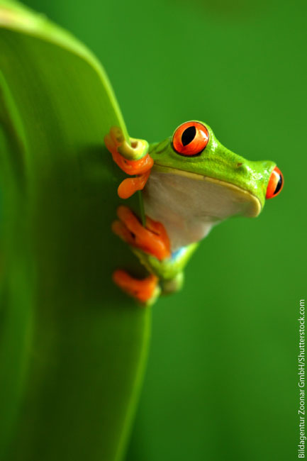Cute Red Eyed Tree Frog
