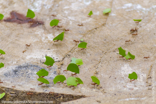 Leafcutter ant workers collecting leaves