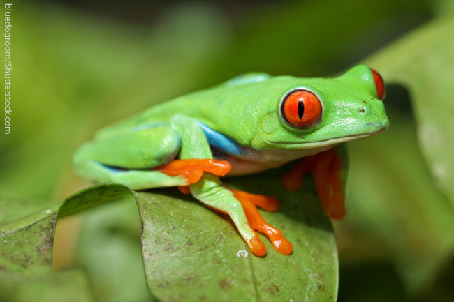 Red Eyed Tree Frog Staring