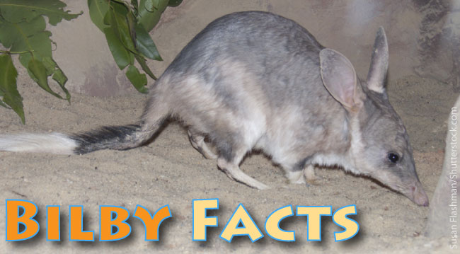 Bilby Facts For Kids
