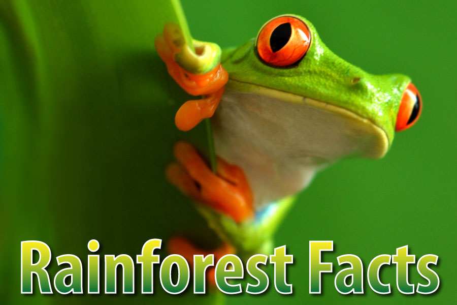 Rainforest Facts For Kids - The Ultimate Guide