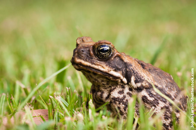 Cane Toad in the grass