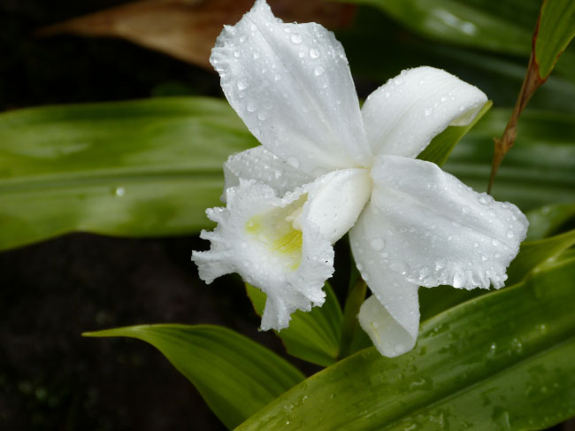 Rainforest White Orchid