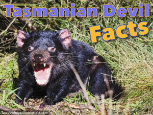 Tasmanian Devil Facts For Kids