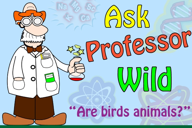 Is a Bird an Animal - Are Birds Animals - Find Out Here