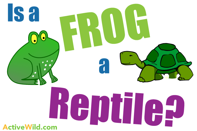 Is a Frog a Reptile