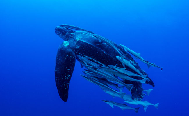 Leatherback Turtle Facts