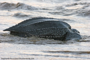 Leatherback Sea Turtle