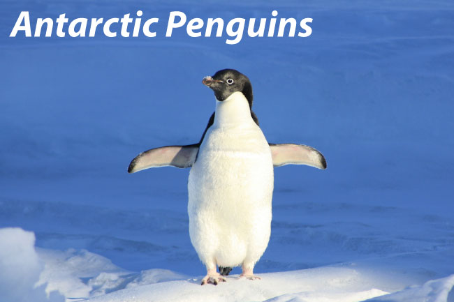 Antarctic Penguins Facts & Pictures: Penguins In Antarctica.