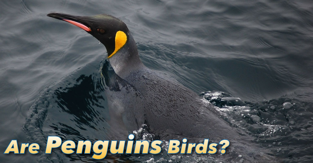Are Penguins Birds And Other Penguin Questions Answered