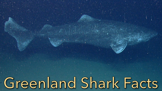 Greenland Shark Facts, Images & Video: Discover Greenland Sharks