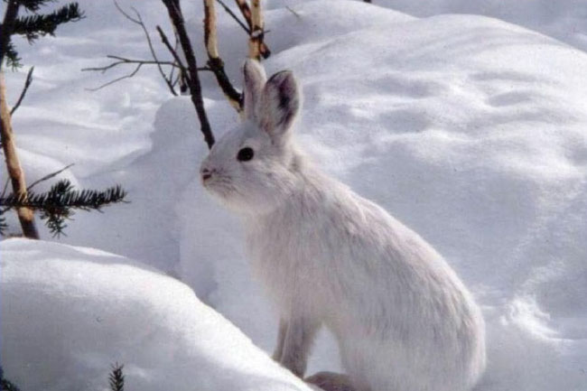 Snowshoe Hare Camouflage