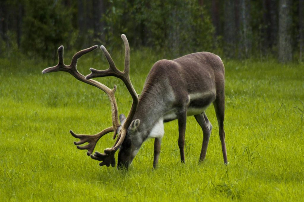 Caribou with big antlers