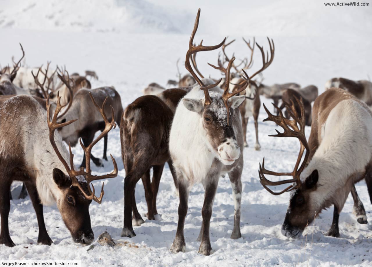 Caribou Facts, With Pictures, Video & Information.