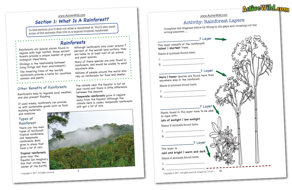 Rainforest Worksheets Printable PDF Factsheets Download