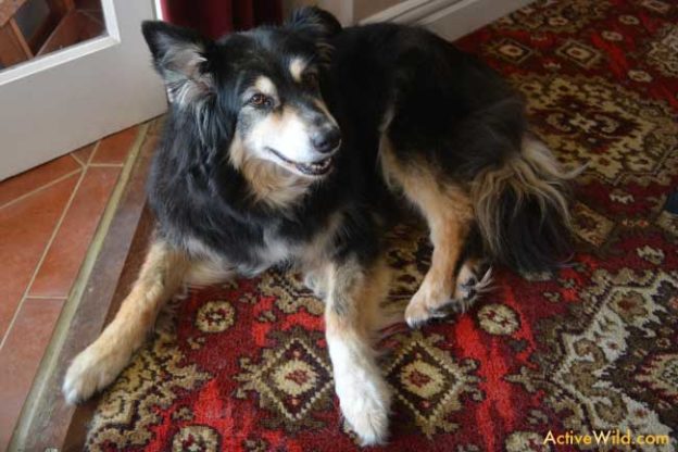 Wild Dog Species List With Pictures & Facts: All Types Of Wild Dogs