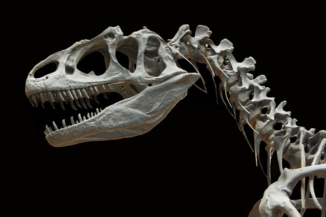 Extinct Allosaurus Skeleton