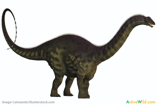 Apatosaurus Facts For Kids, Students & Adults: Information & Pictures